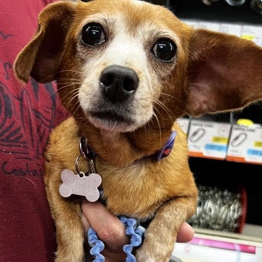 Chloe, Adopted, Adult Female Miniature Dachshund.