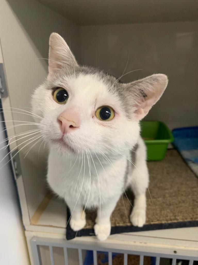 Slurpee, an adoptable Domestic Short Hair in wetaskiwin, AB, t9a 2j4 | Photo Image 1