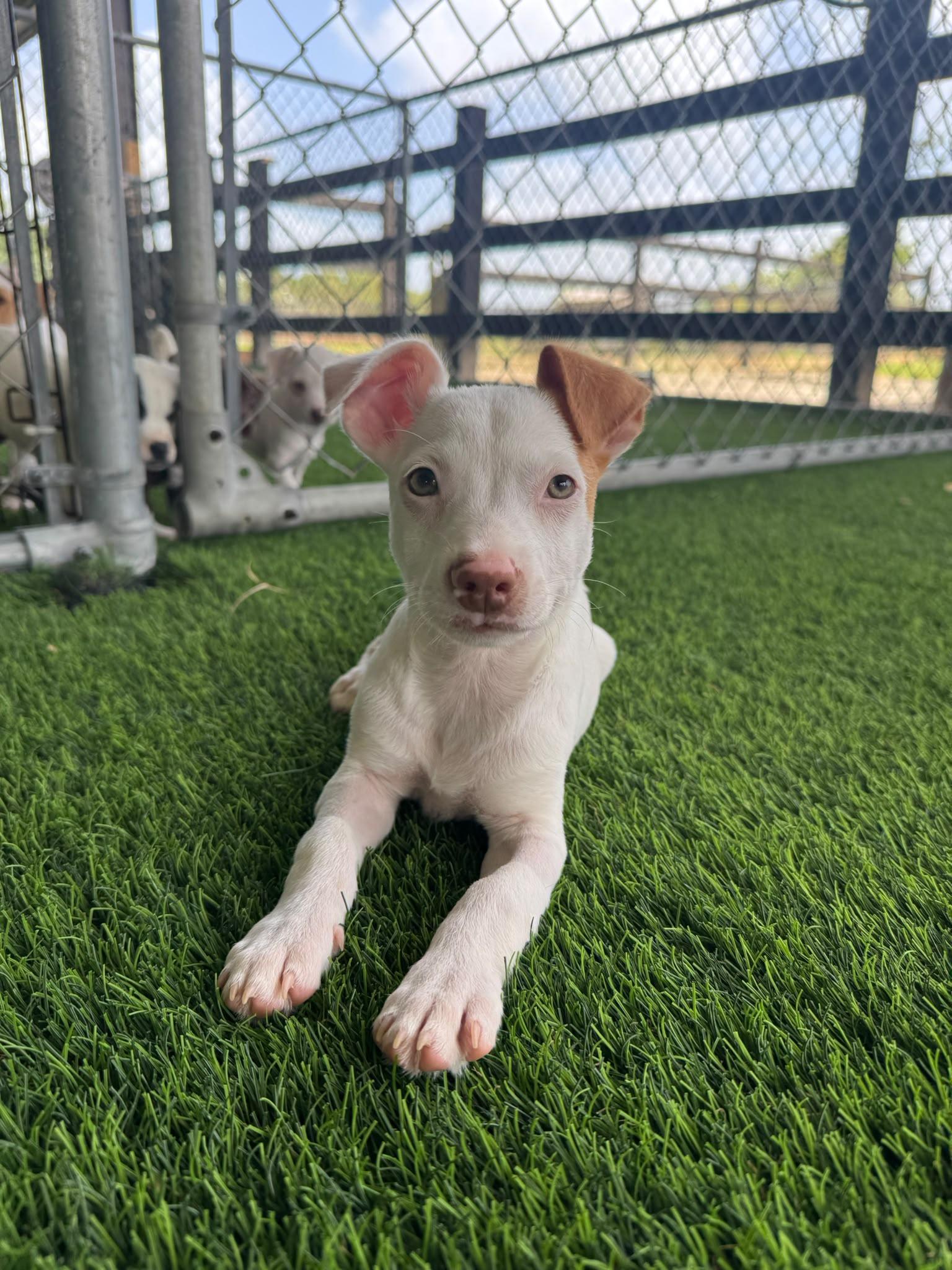 Rafa, a ADOPTABLE Mixed Breed in Morristown, NJ image 3/5
