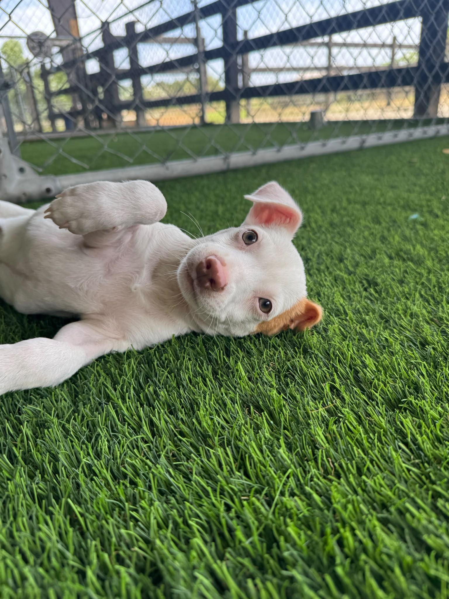 Rafa, adopted, Puppy Male Mixed Breed.