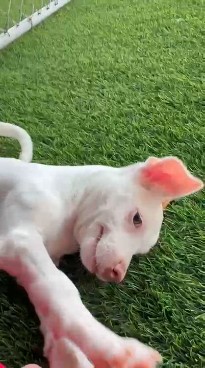 Enlarge Rafa, a ADOPTABLE Mixed Breed in Morristown, NJ video 1/5