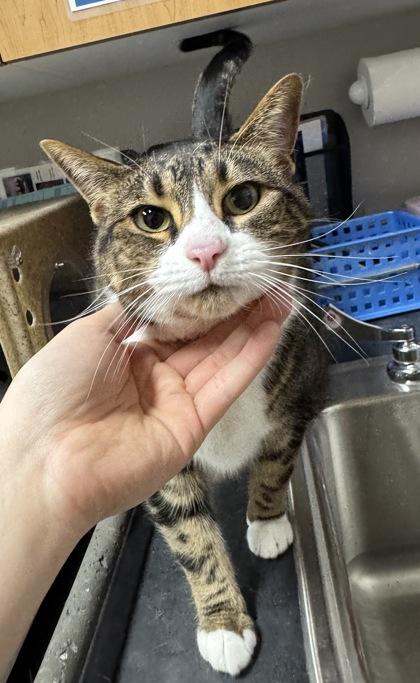 Boba, Adoptable, Adult Female Domestic Short Hair & Domestic Short Hair.
