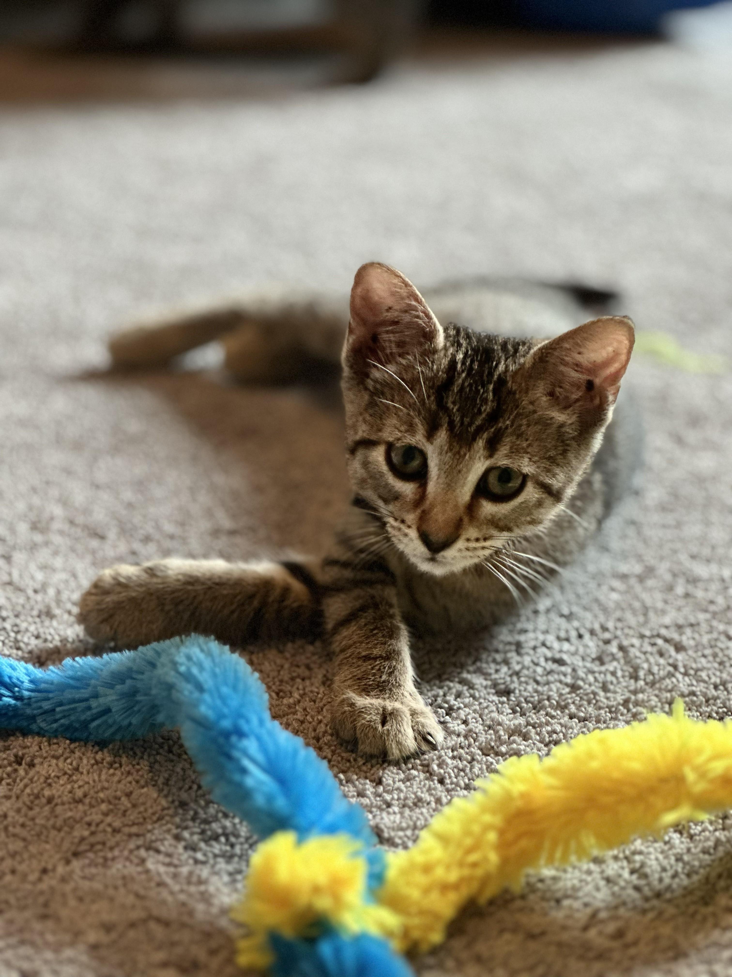 Enlarge GINGER, a Adopted Domestic Short Hair in Largo, FL image 1/1
