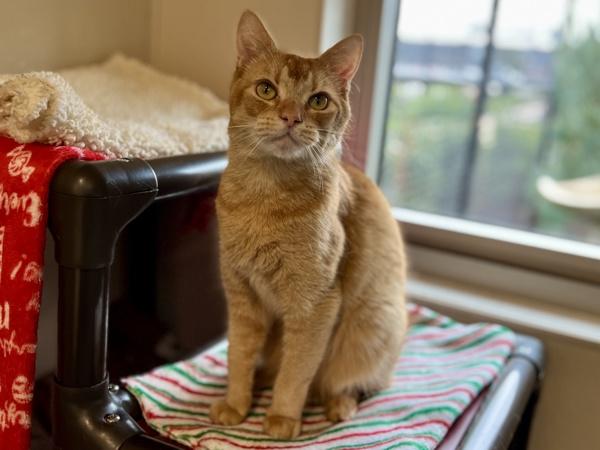 Chester — thumbnail 2