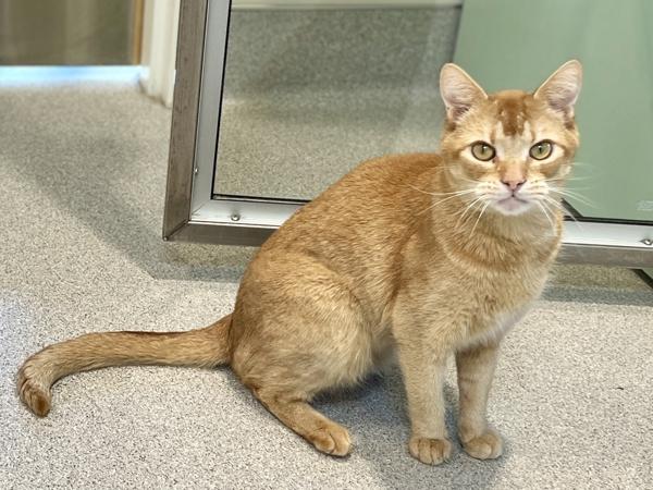 Chester — thumbnail 3