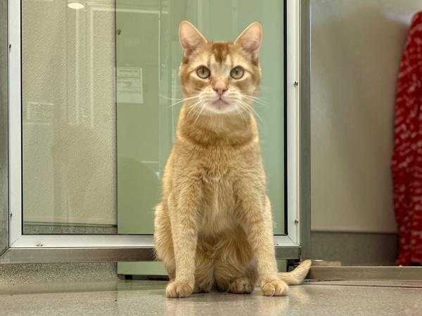 Chester — thumbnail 4