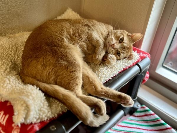 Chester — thumbnail 5