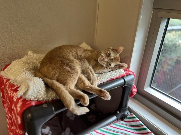 Chester — thumbnail 6