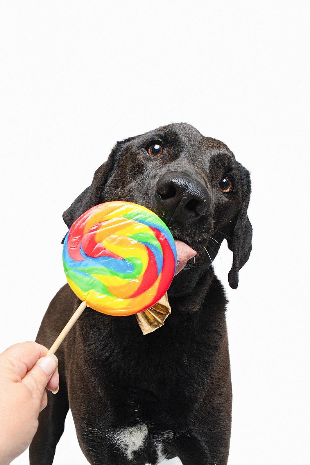 Levi, Adoptable, Adult Male Chocolate Labrador Retriever & Labrador Retriever.