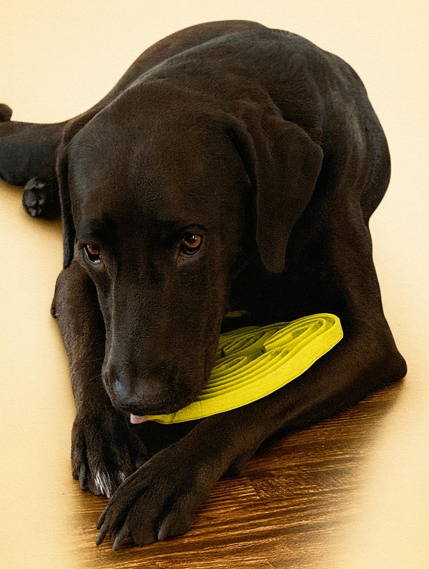 Enlarge Levi, a Adoptable mixed breed in Houston, TX image 1/3