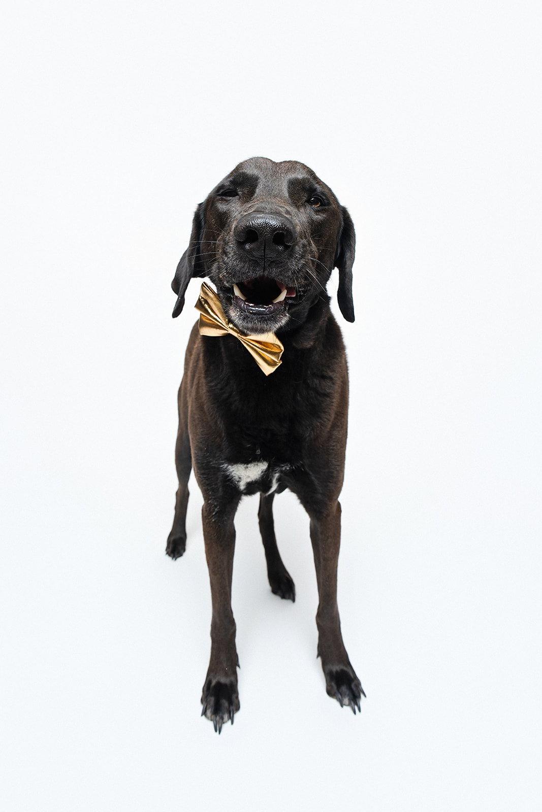 Enlarge Levi, a Adoptable mixed breed in Houston, TX image 2/3