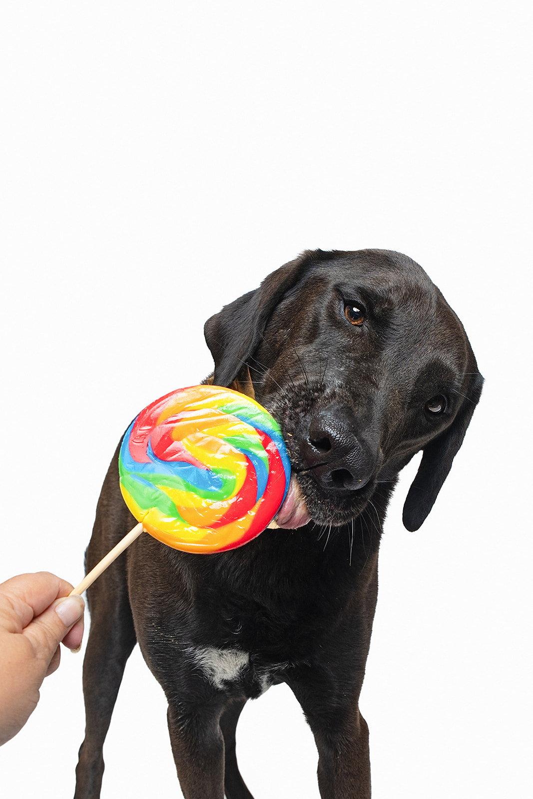 Enlarge Levi, a Adoptable mixed breed in Houston, TX image 3/3