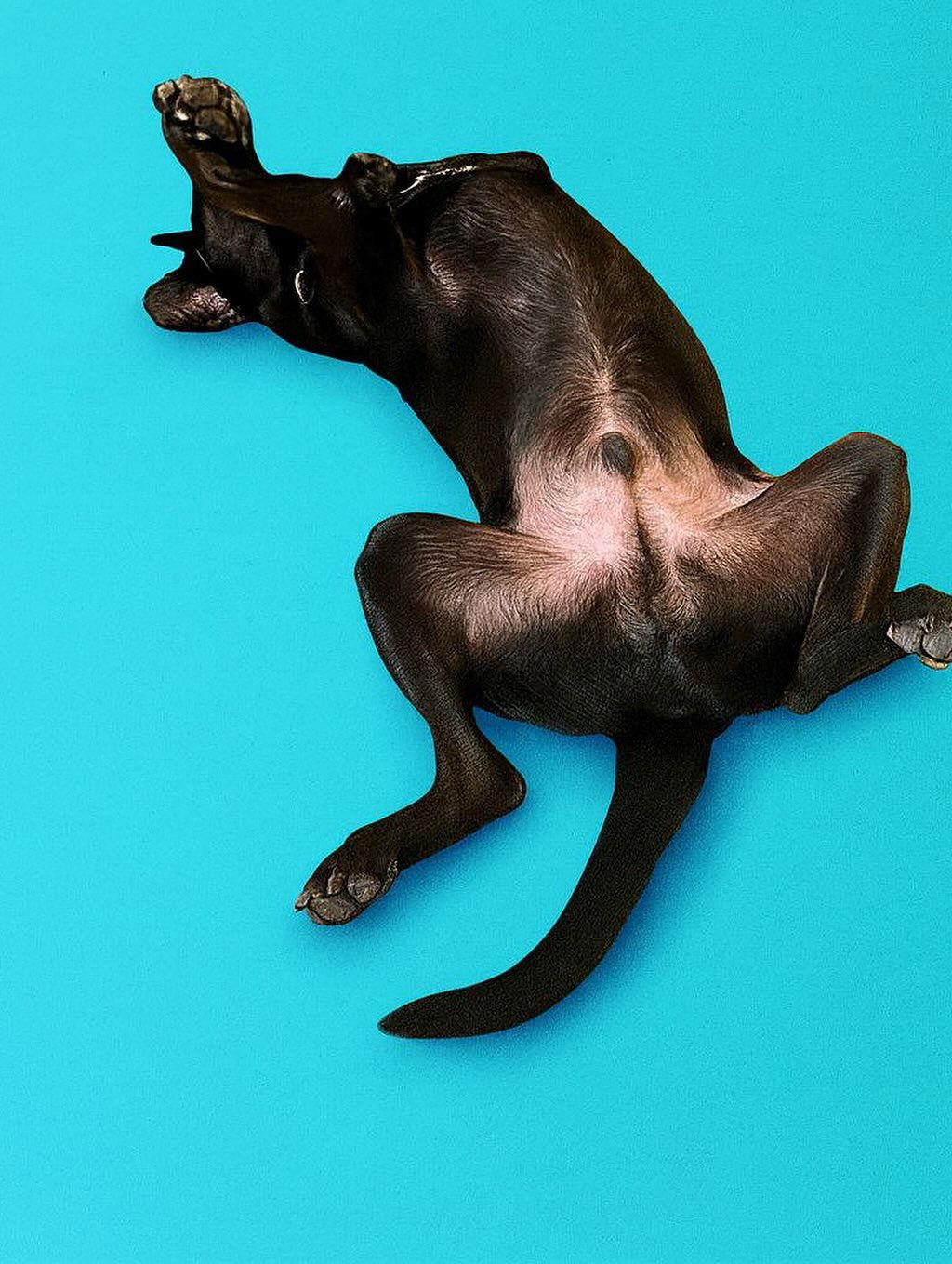 Enlarge Levi, a Adoptable mixed breed in Houston, TX image 2/3