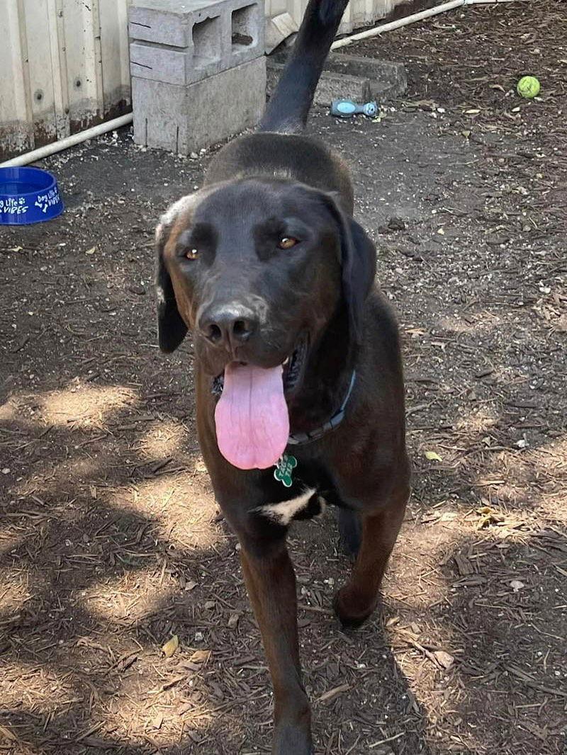 Enlarge Levi, a Adoptable mixed breed in Houston, TX image 3/3