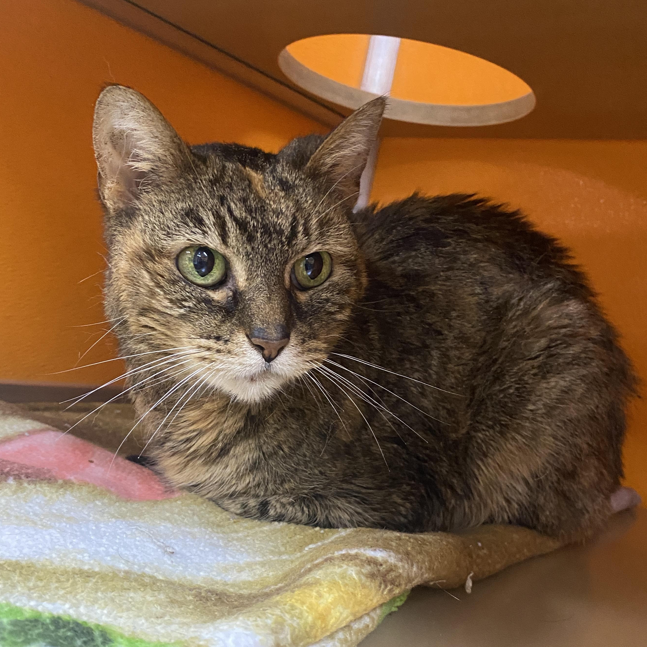 Enlarge Macey , a Adoptable Domestic Short Hair in Elyria, OH image 1/2