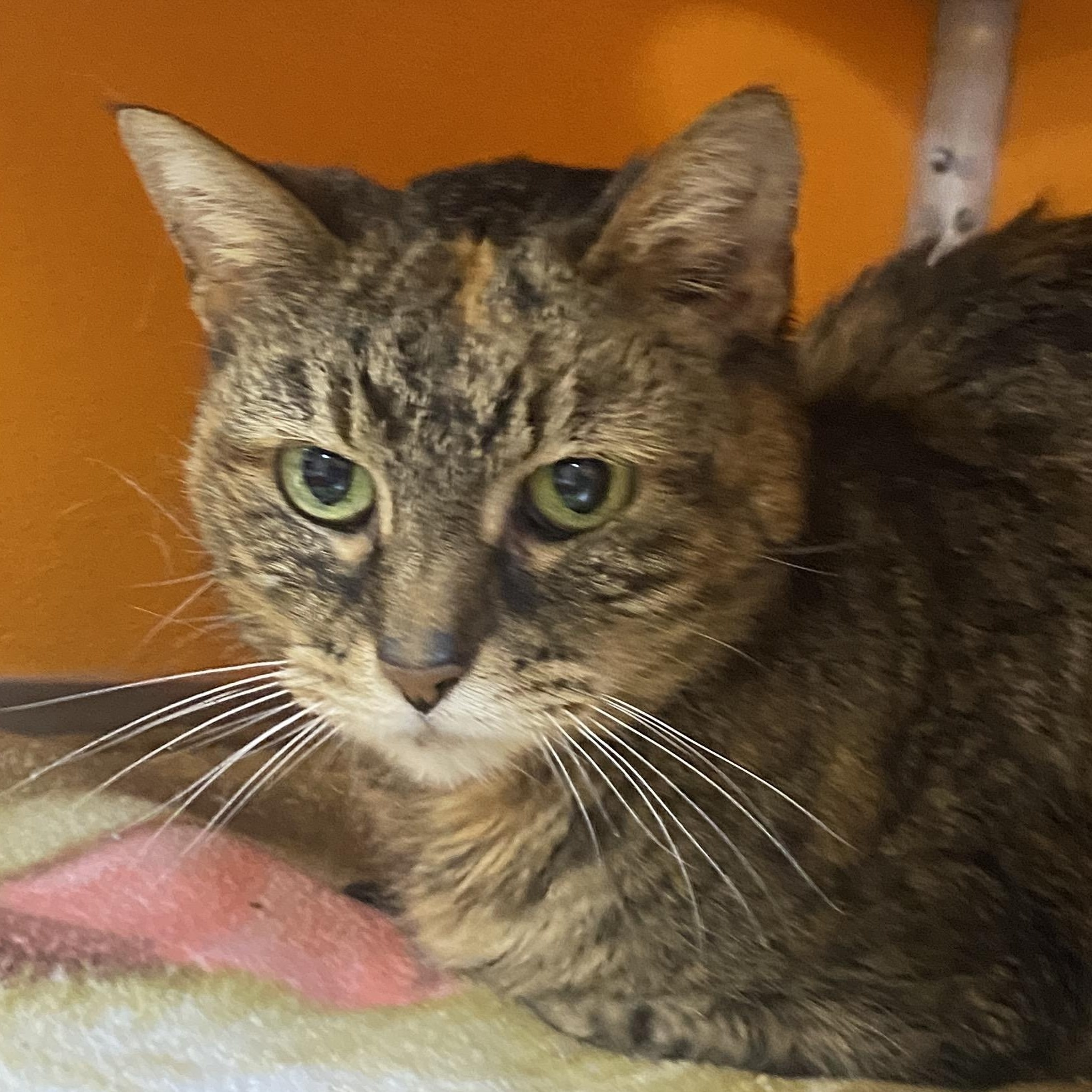 Enlarge Macey , a Adoptable Domestic Short Hair in Elyria, OH image 2/2
