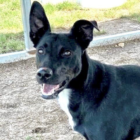 Enlarge Iris, a Adoptable mixed breed in Southaven , MS image 1/6