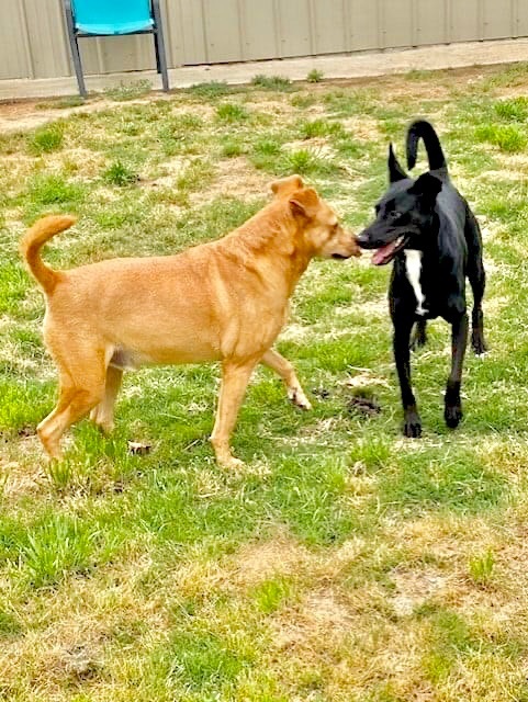 Enlarge Iris, a Adoptable mixed breed in Southaven , MS image 3/6