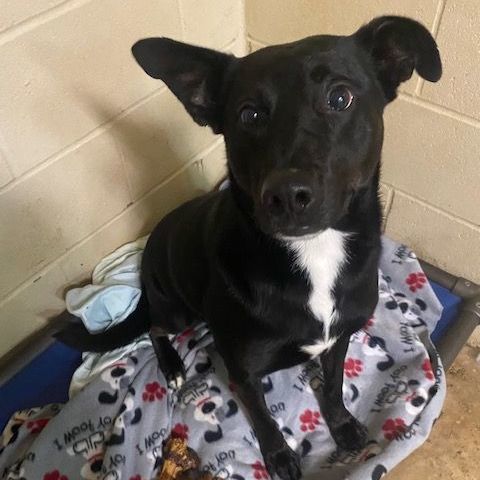 Enlarge Iris, a Adoptable mixed breed in Southaven , MS image 5/6