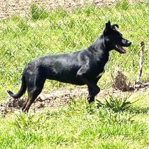 Enlarge Iris, a Adoptable mixed breed in Southaven , MS image 6/6