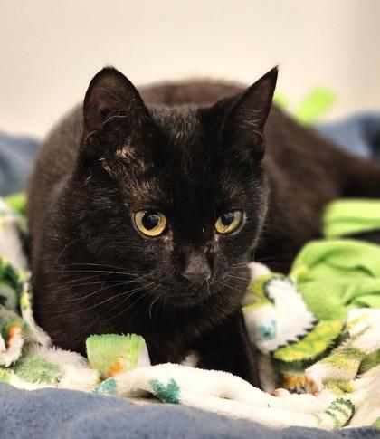 Neil, Adoptable, Adult Male Domestic Short Hair & Domestic Short Hair.