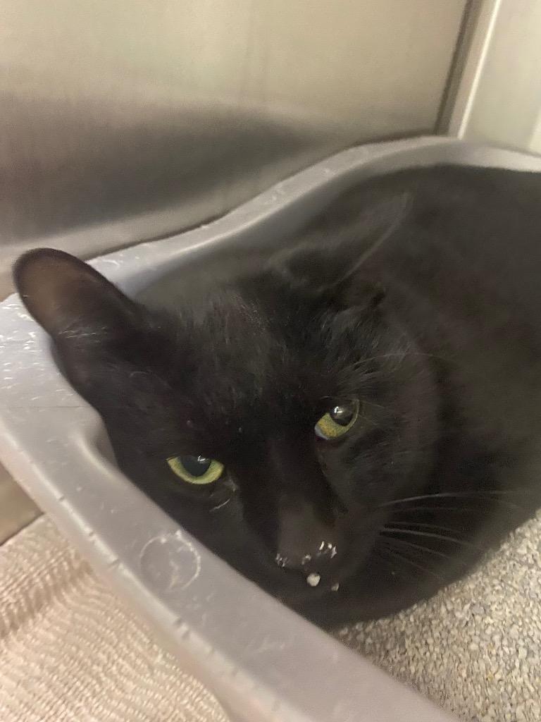 Muffit, Adoptable, Young Male Domestic Short Hair.