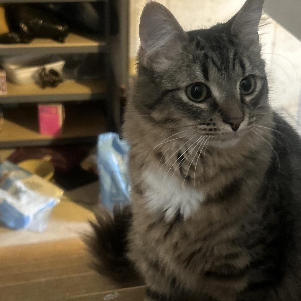 Enlarge Oatmeal, a Adoptable Domestic Medium Hair in Ringtown, PA image 1/6