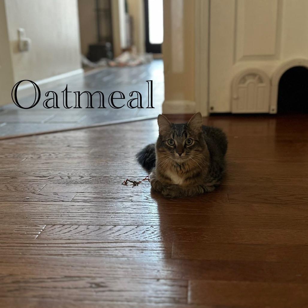 Enlarge Oatmeal, a Adoptable Domestic Medium Hair in Ringtown, PA image 2/6