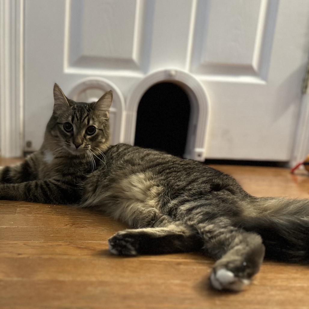 Enlarge Oatmeal, a Adoptable Domestic Medium Hair in Ringtown, PA image 3/6