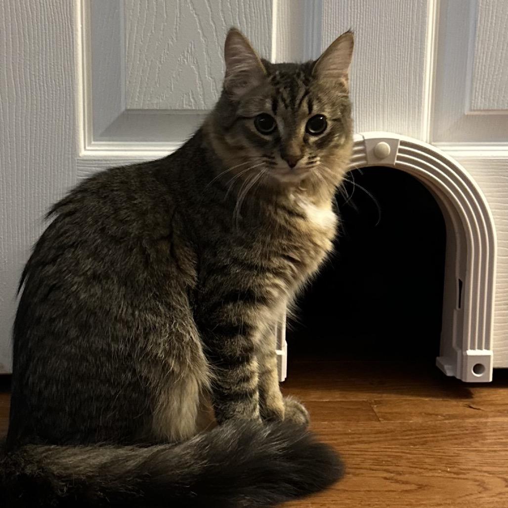 Enlarge Oatmeal, a Adoptable Domestic Medium Hair in Ringtown, PA image 4/6