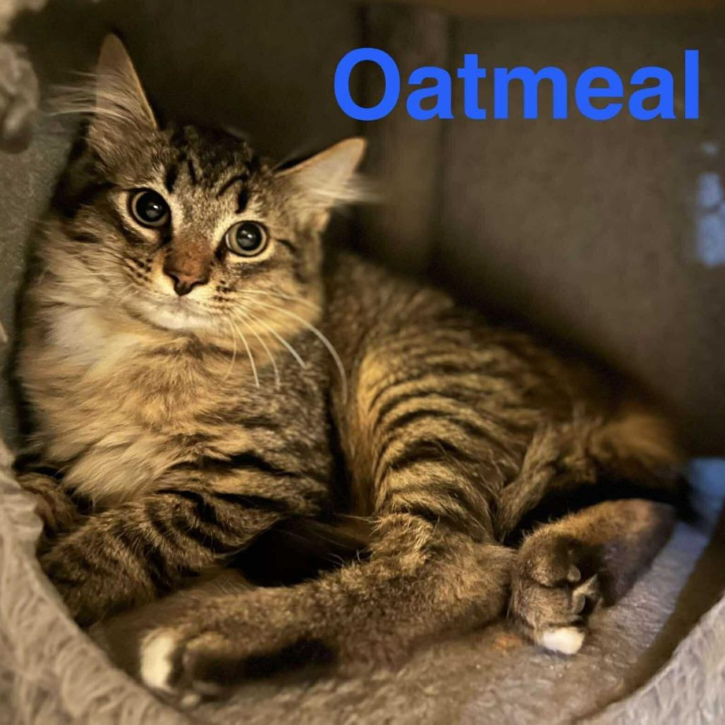 Enlarge Oatmeal, a Adoptable Domestic Medium Hair in Ringtown, PA image 5/6