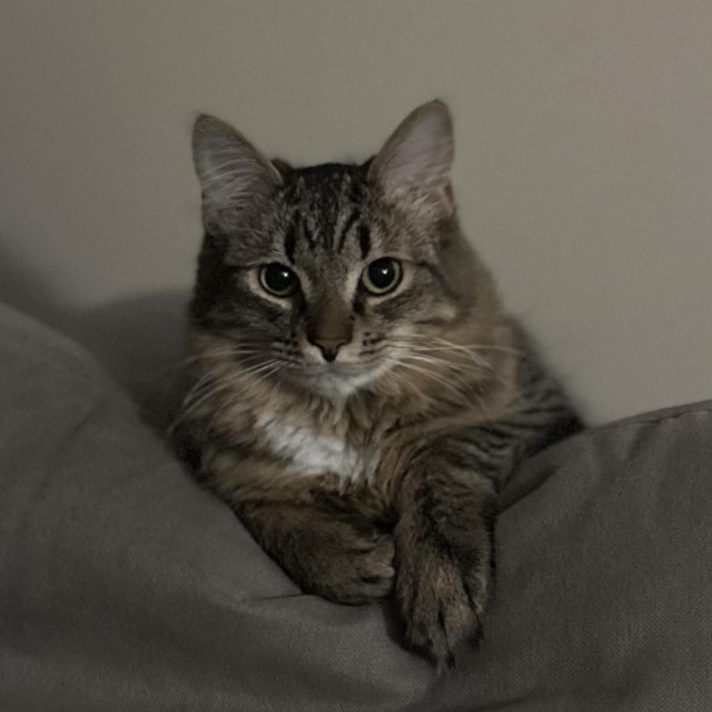 Enlarge Oatmeal, a Adoptable Domestic Medium Hair in Ringtown, PA image 6/6