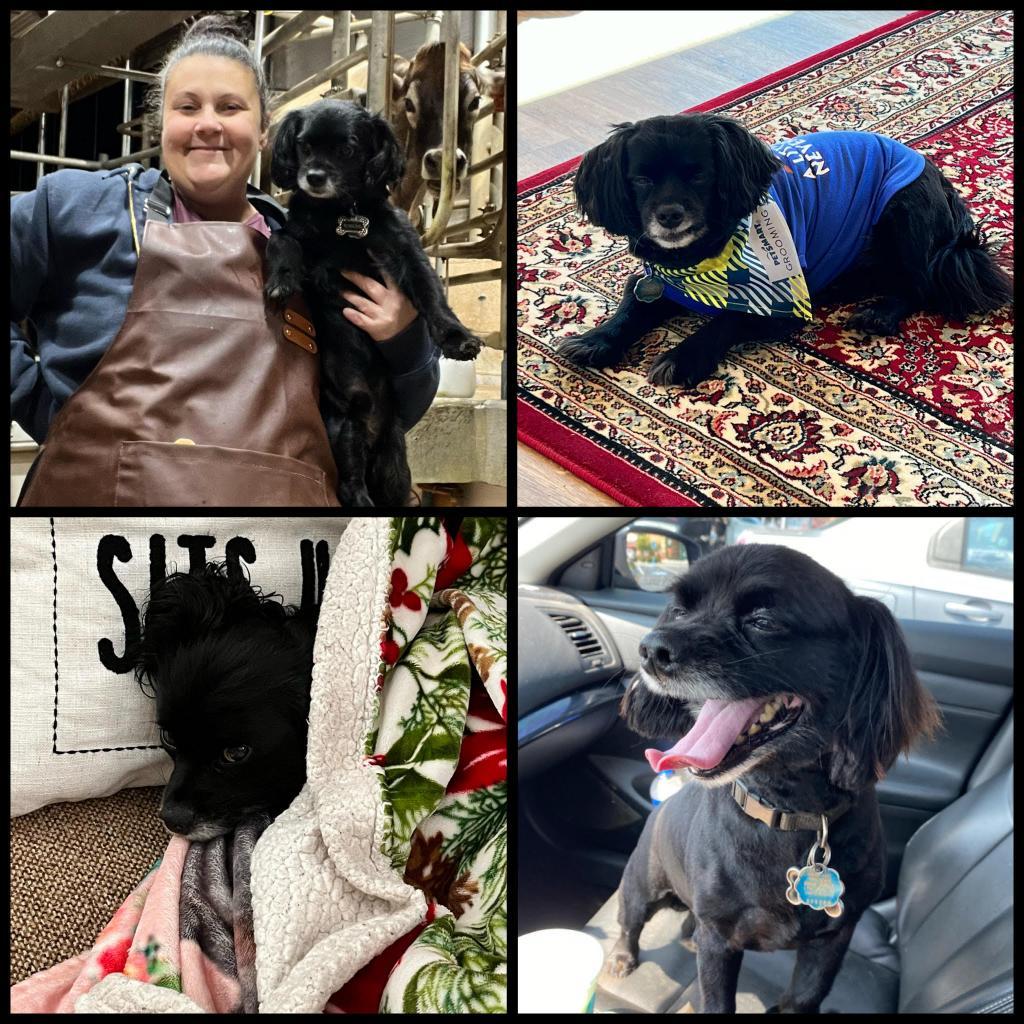 Rascal -MISSING, Adoptable, Senior Male Mixed Breed.