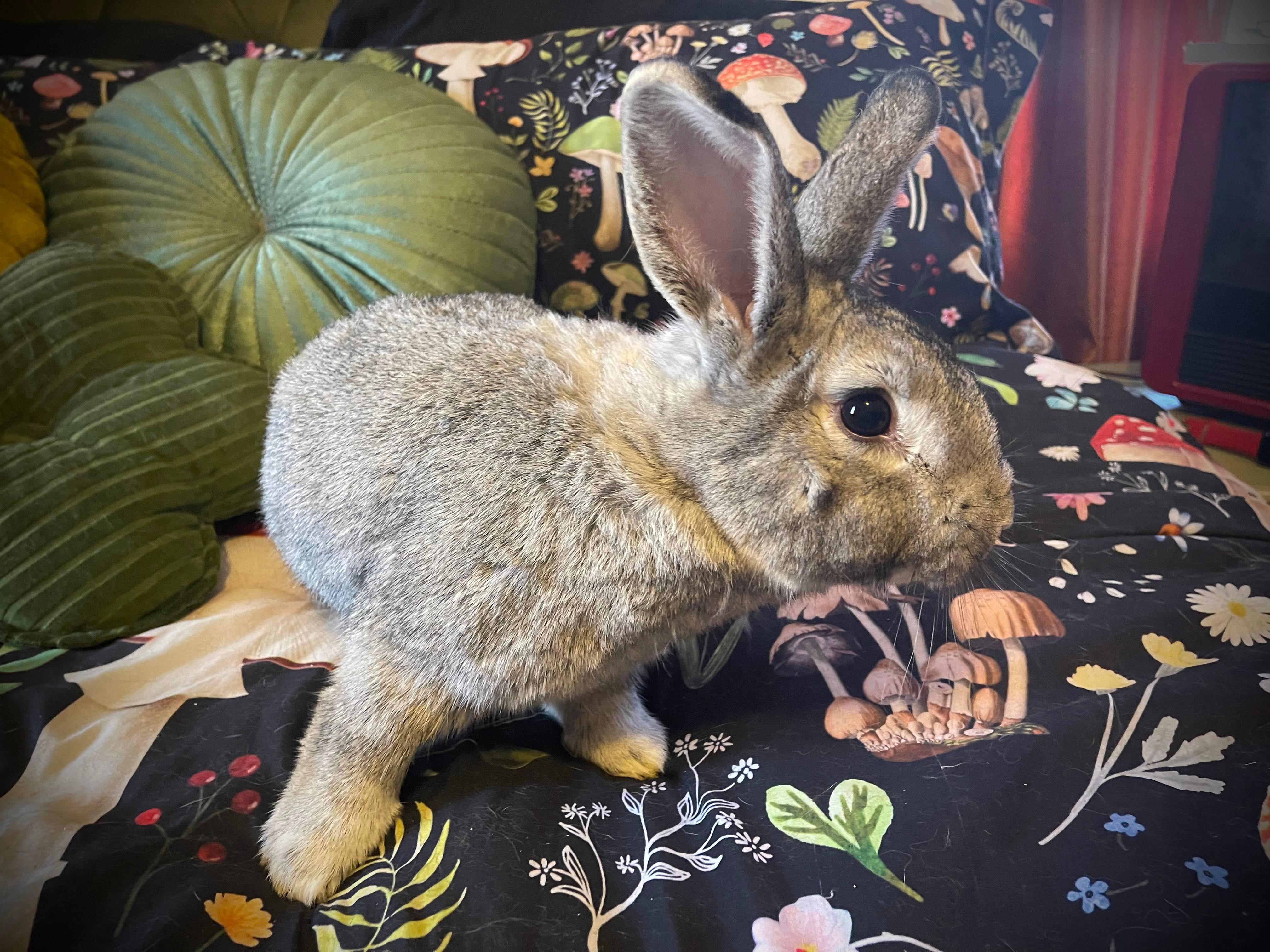 June (& Benny), a Adopted Chinchilla in Holiday, FL image 1/6