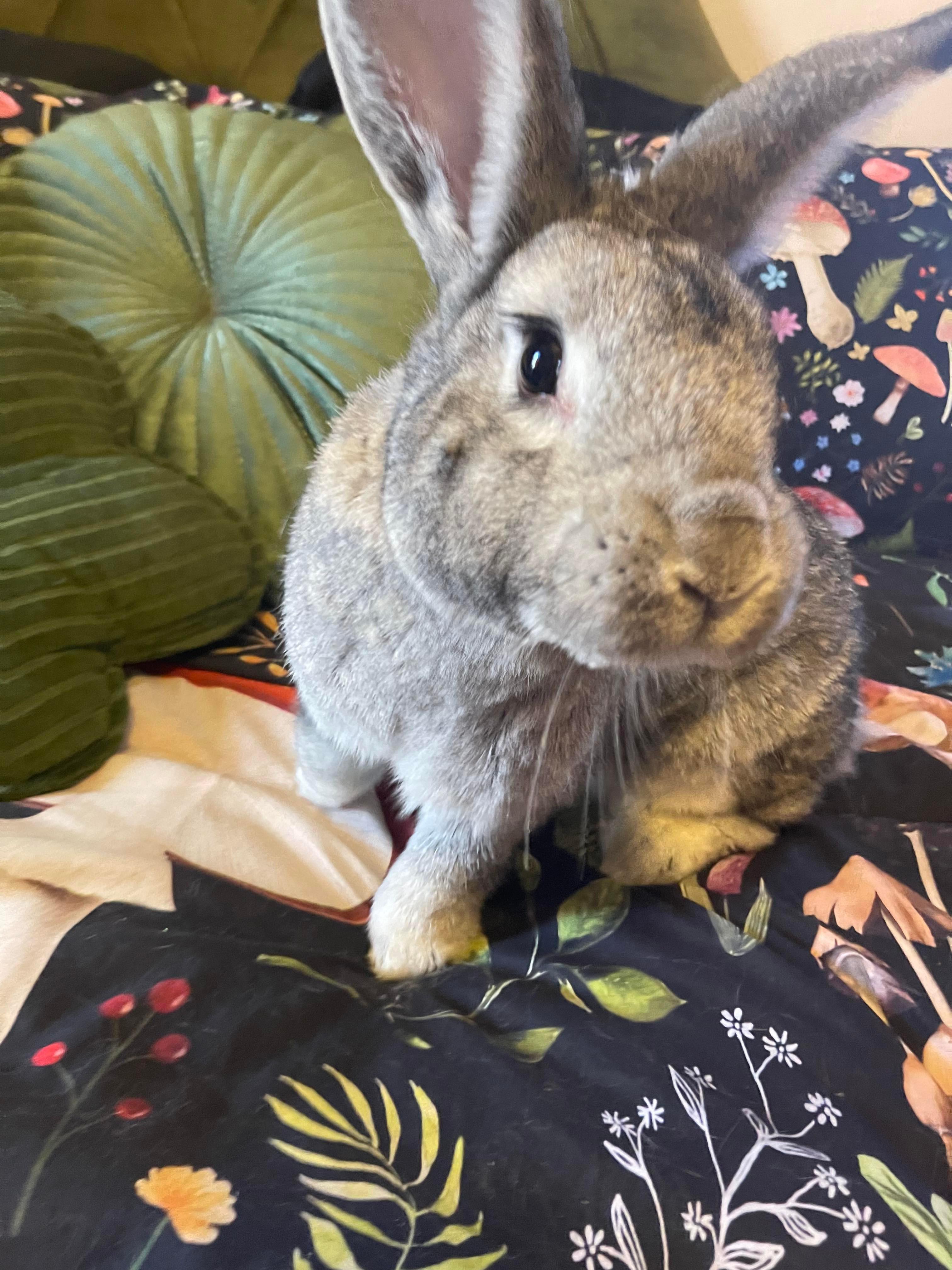 June (& Benny), a Adopted Chinchilla in Holiday, FL image 3/6