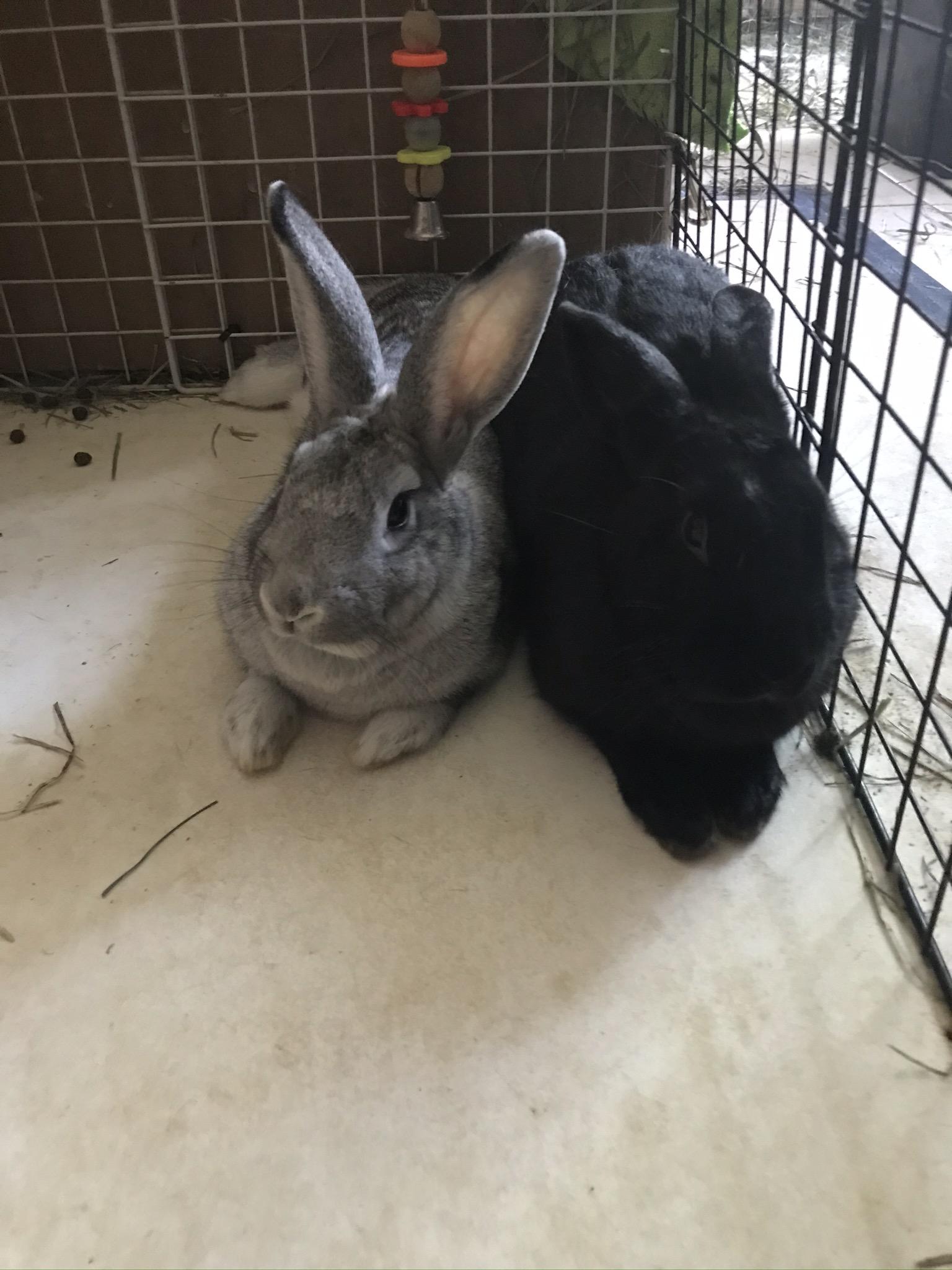 June (& Benny), a Adopted Chinchilla in Holiday, FL image 4/6