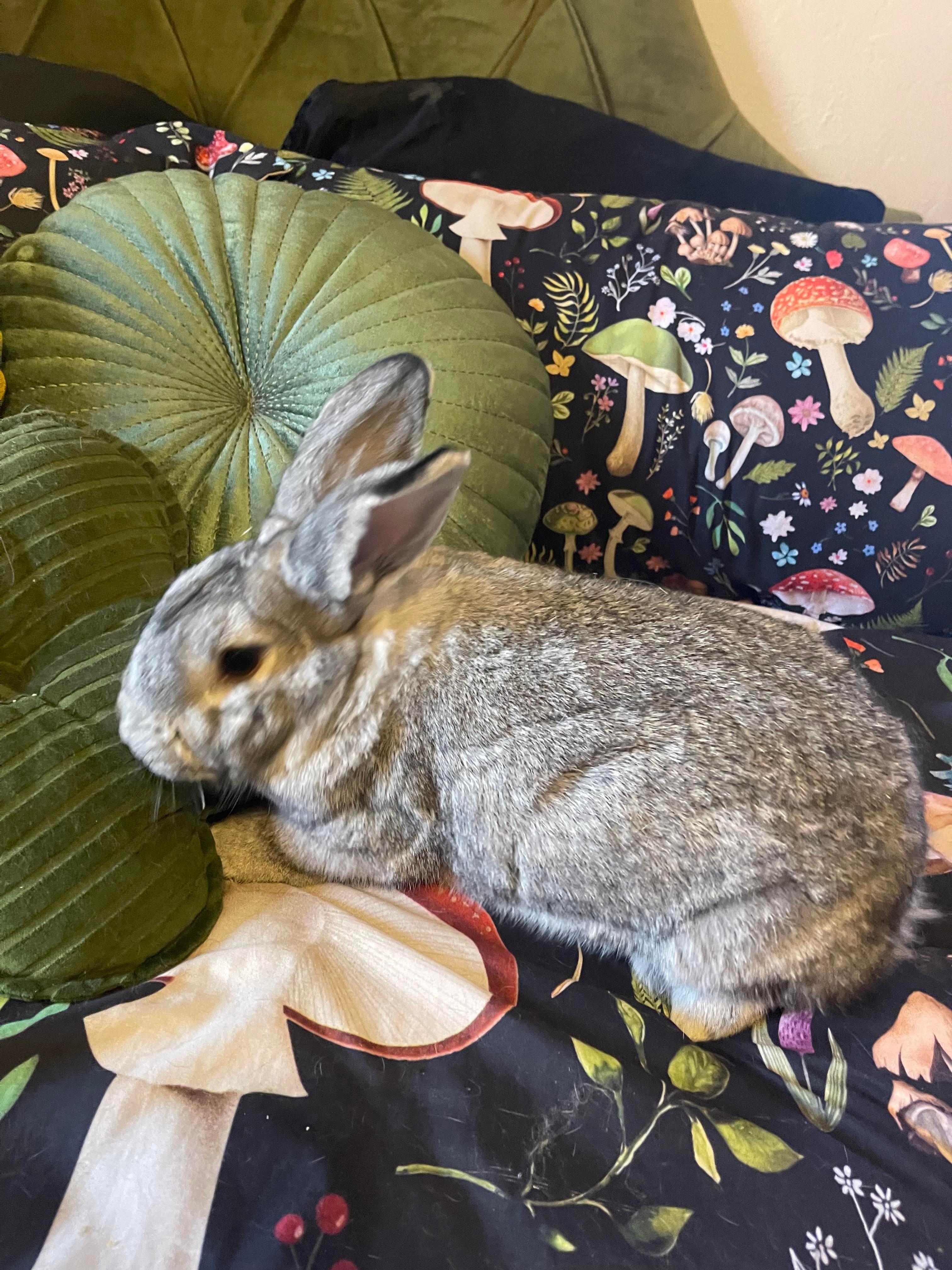 June (& Benny), a Adopted Chinchilla in Holiday, FL image 6/6