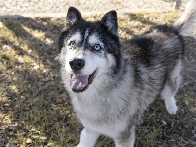 OPHELIA, Adoptable, Adult Female Siberian Husky.