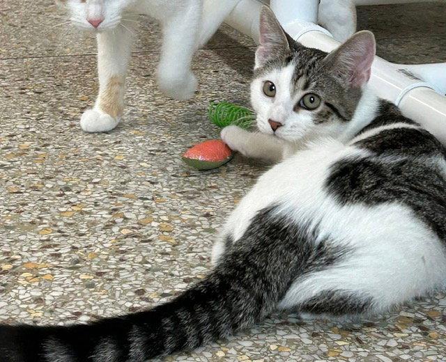 Enlarge Babs, a Adoptable mixed breed in Williamsburg, IA image 1/3