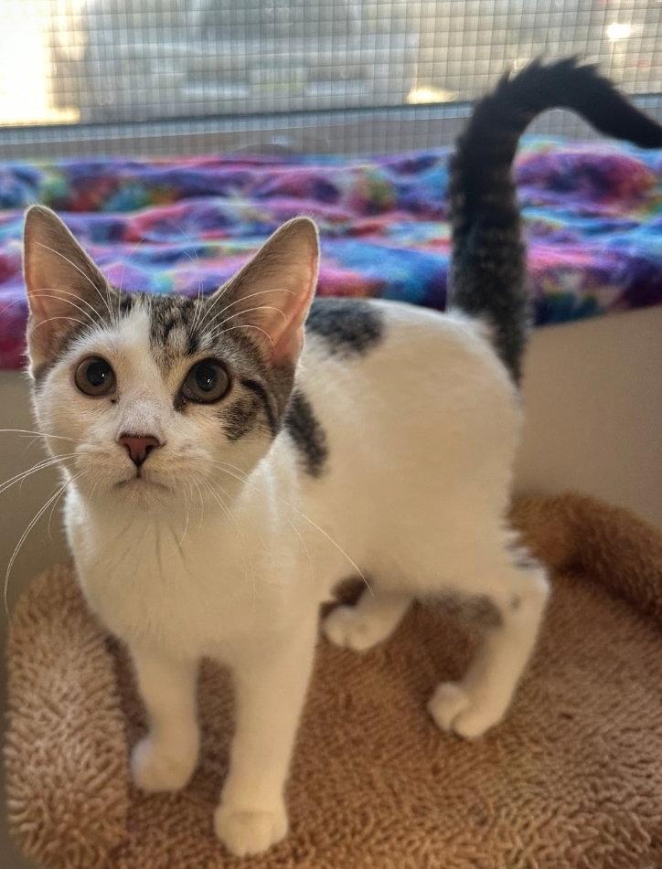 Enlarge Babs, a Adoptable mixed breed in Williamsburg, IA image 2/3