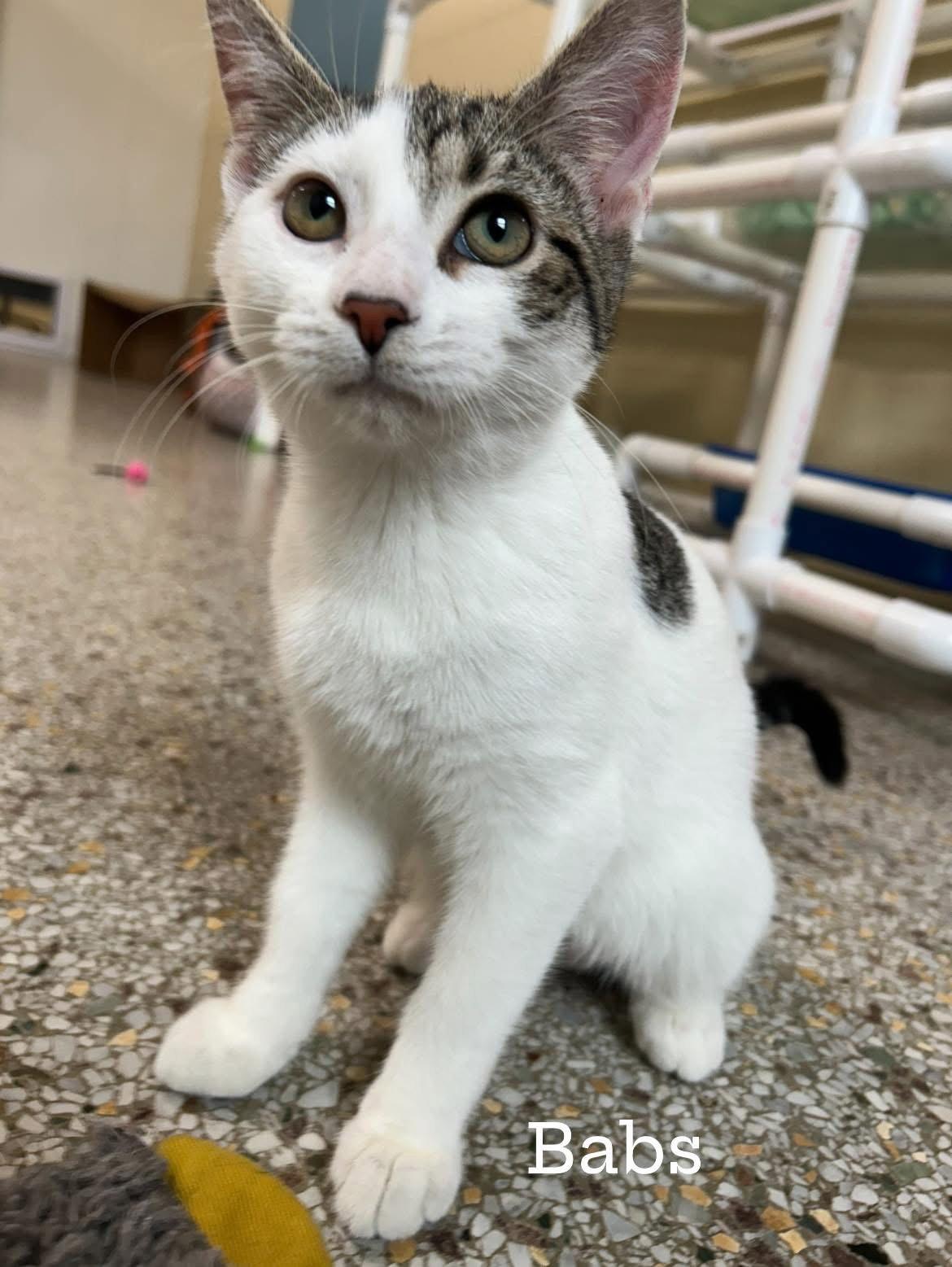 Enlarge Babs, a Adoptable mixed breed in Williamsburg, IA image 3/3