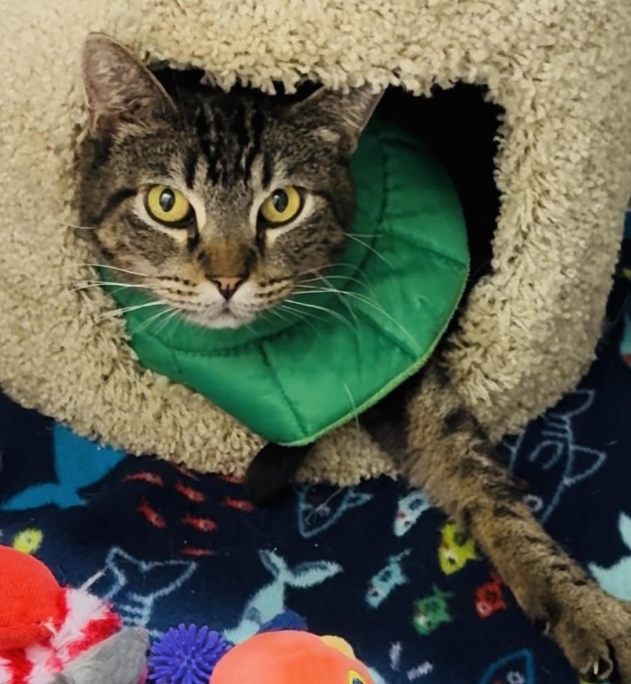 Enlarge HARVEY, a ADOPTABLE Domestic Short Hair in Joshua Tree, CA image 1/2