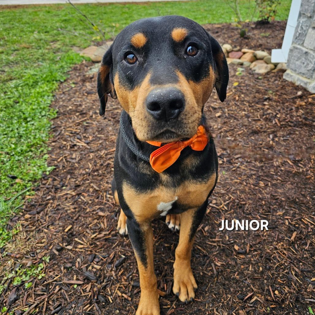 Junior, Adoptable, Adult Male Rottweiler & Mixed Breed.