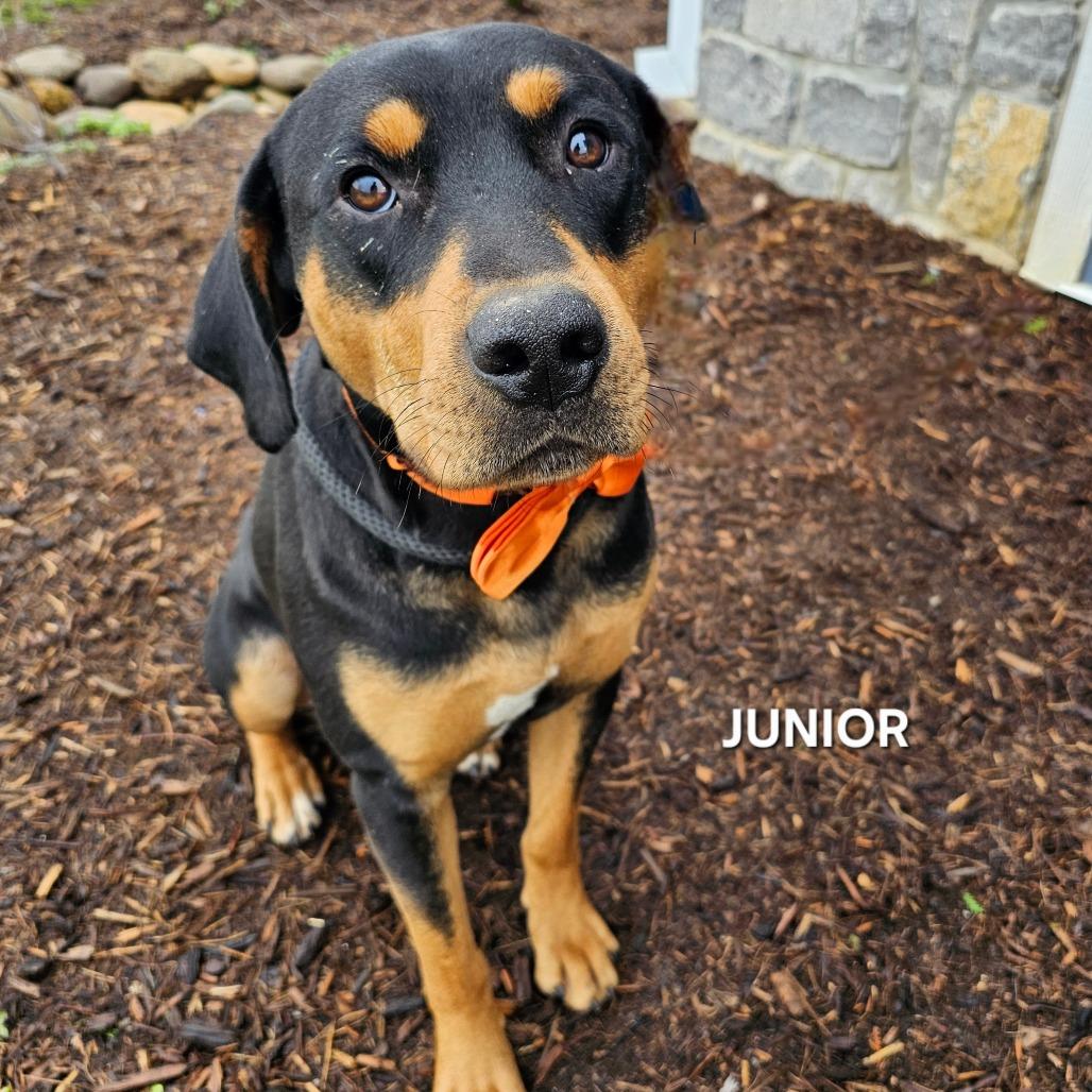 Junior, a Adoptable mixed breed in Madisonville, TN image 2/5