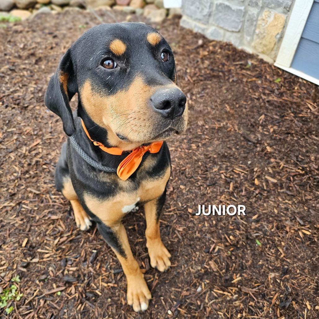 Junior, a Adoptable mixed breed in Madisonville, TN image 3/5