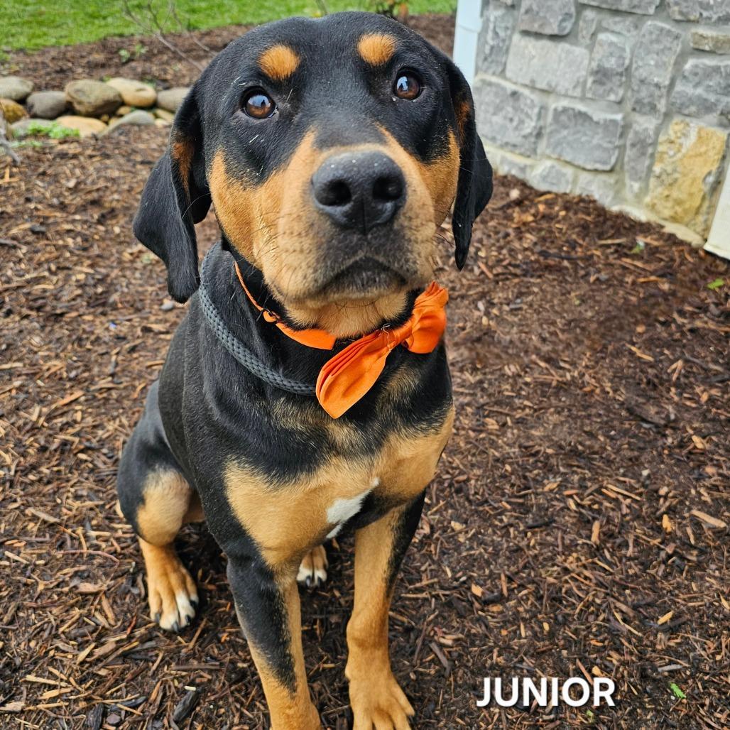 Junior, a Adoptable mixed breed in Madisonville, TN image 4/5