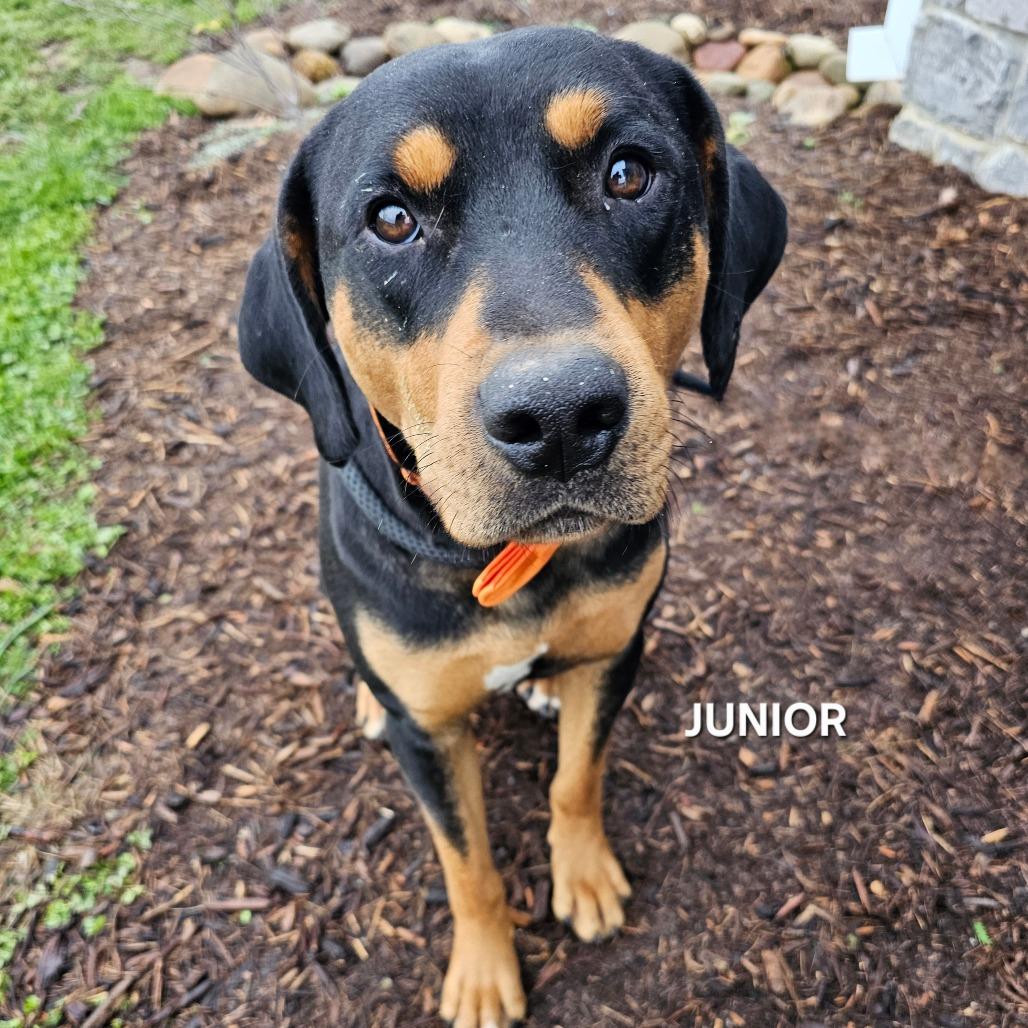 Junior, a Adoptable mixed breed in Madisonville, TN image 5/5