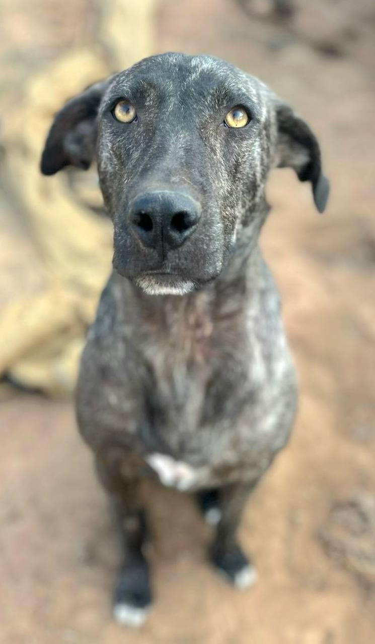 Enlarge Billie, a Adoptable mixed breed in Paradise, TX image 2/6