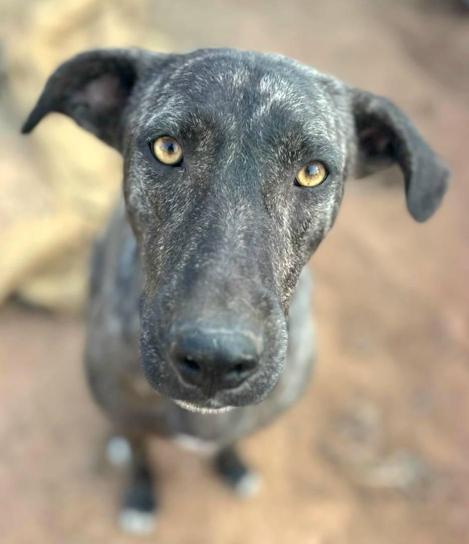 Billie, Adoptable, Young Male Labrador Retriever.