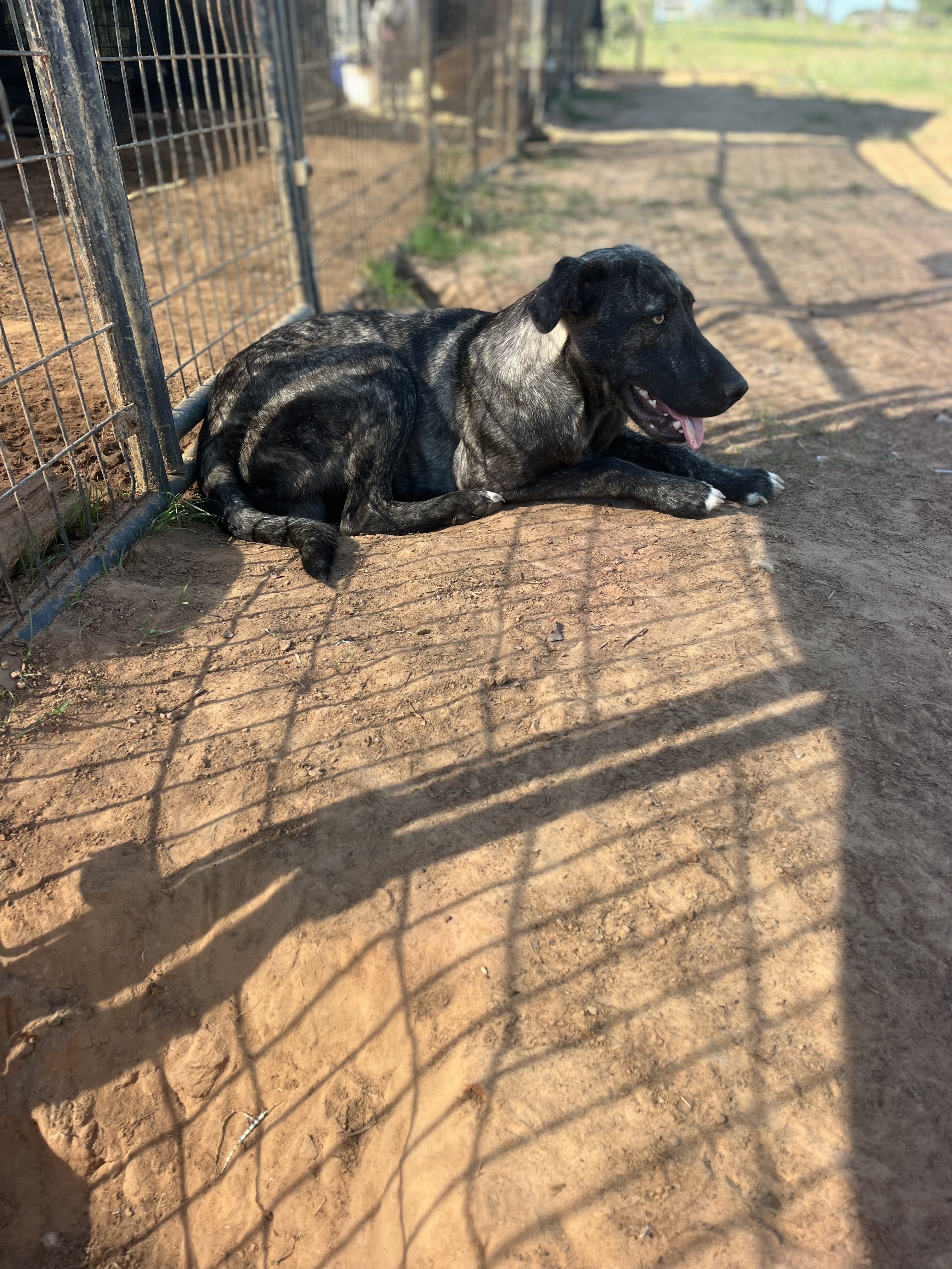 Enlarge Billie, a Adoptable mixed breed in Paradise, TX image 4/6